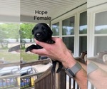 Puppy Hope Labrador Retriever