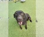 Small #1 Labrador Retriever Mix