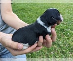 Puppy 1 Cavalier King Charles Spaniel