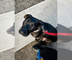 Radar - Adopt  Me! - Male American Staffordshire Terrier-Unknown Mix Dog for Adoption - Photo #10