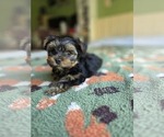 Small Photo #40 Yorkshire Terrier Puppy For Sale in RHOADESVILLE, VA, USA