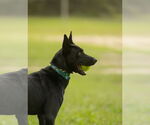 Small #2 Mutt