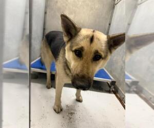 German Shepherd Dog-Unknown Mix Dogs for adoption in Conroe, TX, USA