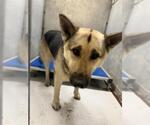 Small German Shepherd Dog Mix