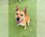 Small #2 American Pit Bull Terrier-German Shepherd Dog Mix