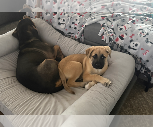 Medium Photo #4 Australian Shepherd-Unknown Mix Puppy For Sale in Holly Springs, NC, USA