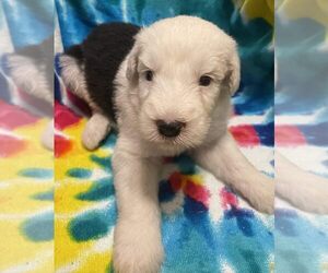 Old English Sheepdog Puppy for sale in WAKE FOREST, NC, USA