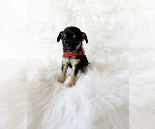 Medium Photo #2 Chihuahua Puppy For Sale in SACRAMENTO, CA, USA