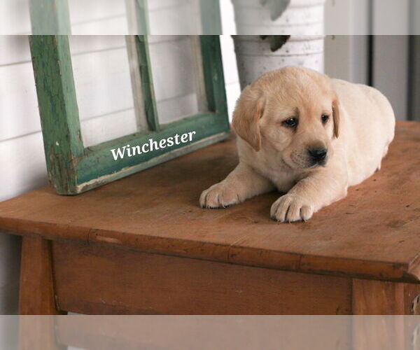 Medium Photo #21 Labrador Retriever Puppy For Sale in STANLEY, NY, USA