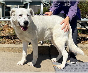 Texas Heeler Dogs for adoption in Santa Cruz, CA, USA