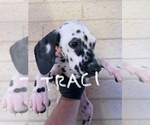 Small #5 Dalmatian