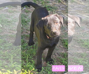 Labrador Retriever-Unknown Mix Dogs for adoption in Alexander, AR, USA