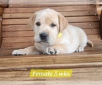 Small Photo #7 Labrador Retriever Puppy For Sale in EDGEWOOD, TX, USA