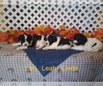 Small #1 Cavachon