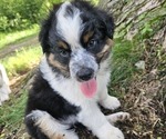 Small Photo #19 Australian Shepherd Puppy For Sale in MABEL, MN, USA