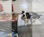 Small #5 American Pit Bull Terrier Mix