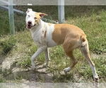 Small #14 Catahoula Leopard Dog Mix