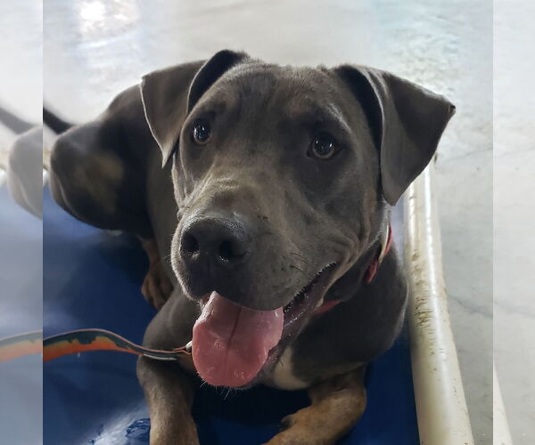Medium Photo #2 Blue Lacy-Labrador Retriever Mix Puppy For Sale in HOUSTON, TX, USA