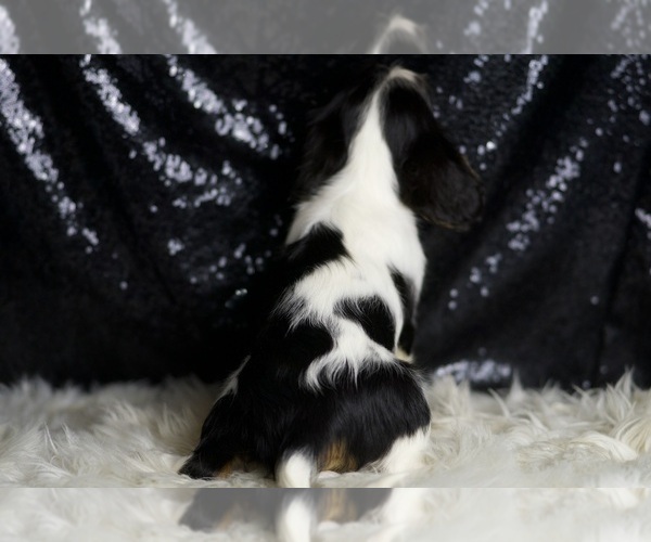 Medium Photo #7 Cavalier King Charles Spaniel Puppy For Sale in WARSAW, IN, USA
