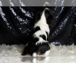 Small #6 Cavalier King Charles Spaniel