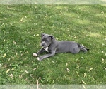 Small Photo #35 American Bully Puppy For Sale in OVERLAND, KS, USA
