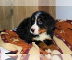 Small Photo #4 Bernese Mountain Dog Puppy For Sale in HORN CREEK, CO, USA
