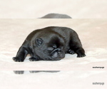 Small #3 Pug