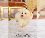 Small #7 Maltipoo