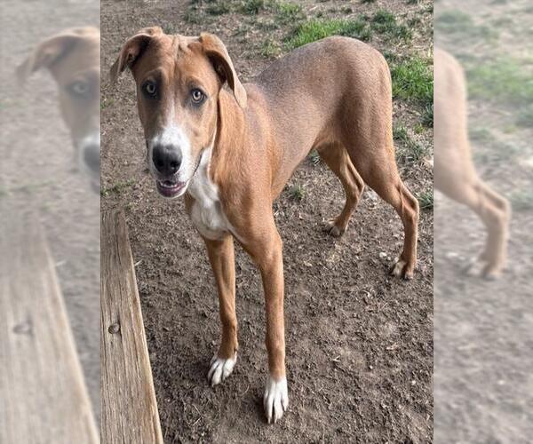 Medium Photo #1 Boxer-Plott Hound Mix Puppy For Sale in Riverside, CA, USA