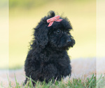 Small Photo #86 Goldendoodle (Miniature) Puppy For Sale in WARSAW, IN, USA