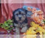 Small Photo #18 Yorkshire Terrier Puppy For Sale in AKRON, OH, USA