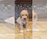Small #2 Goldendoodle