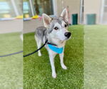 Small #1 Huskies  Mix