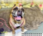 Small Bullmastiff Mix