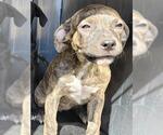 Small American Staffordshire Terrier Mix