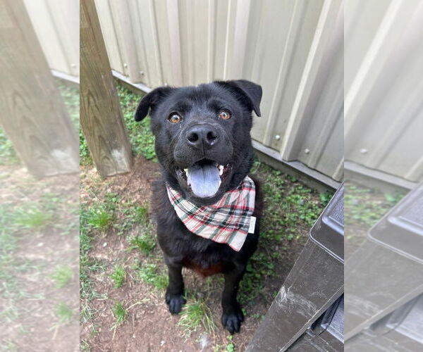 Medium Photo #12 Chow Chow-Labrador Retriever Mix Puppy For Sale in Lakewood, CO, USA