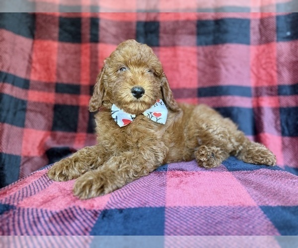 Medium Photo #9 Poodle (Miniature) Puppy For Sale in LAKELAND, FL, USA