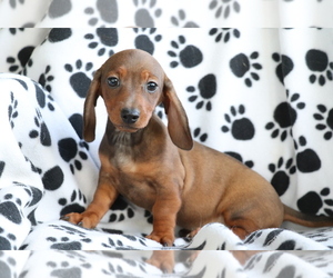 Dachshund Puppy for sale in SHILOH, OH, USA