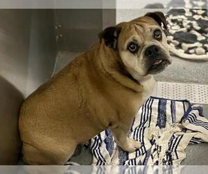 Bulldog-Unknown Mix Dogs for adoption in Orange, CA, USA
