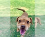 Small Norfolk Terrier Mix