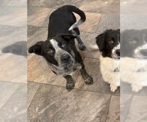 Border Collie-Unknown Mix Dogs for adoption in Germantown, OH, USA