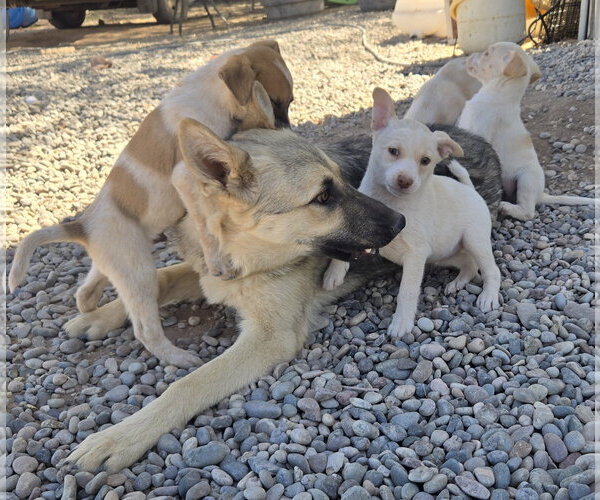 Medium Photo #3 Australian Shepherd-Jack Russell Terrier Mix Puppy For Sale in Peralta, NM, USA