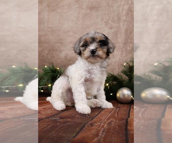 Medium Photo #2 Cavapoo (Toy) Puppy For Sale in WEST SALEM, OH, USA