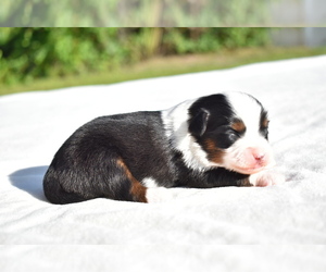 Miniature Australian Shepherd Puppy for sale in PALM COAST, FL, USA