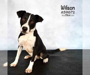 Border Collie-Unknown Mix Dogs for adoption in Conroe, TX, USA