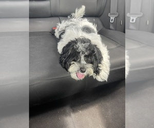 Cavapoo Puppy for sale in BENTON HARBOR, MI, USA