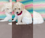 Small Photo #4 F2 Aussiedoodle Puppy For Sale in PENSACOLA, FL, USA