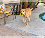 Small Photo #3 Labrador Retriever Puppy For Sale in Clovis, CA, USA