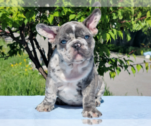French Bulldog Puppy for sale in BOSTON, MA, USA