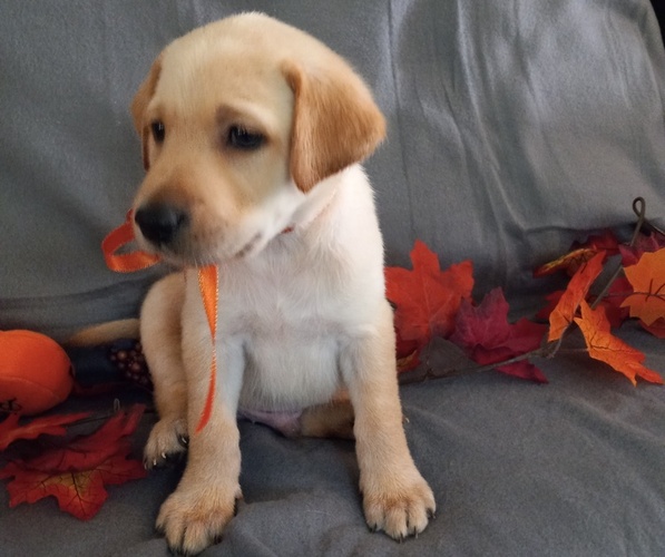 Medium Photo #1 Labrador Retriever Puppy For Sale in CARROLLTON, GA, USA
